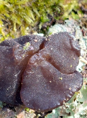ČERNOROSOL UŤATÝ (Exidia truncata) FOTO: Marta Knauerová, 2/2024