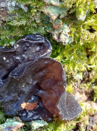 ČERNOROSOL UŤATÝ (Exidia truncata) FOTO: Marta Knauerová, 2/2024