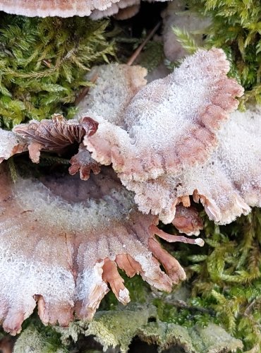 KLANOLÍSTKA OBECNÁ (Schizophyllum commune) FOTO: Marta Knauerová, 2/2024