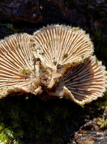 KLANOLÍSTKA OBECNÁ (Schizophyllum commune) FOTO: Marta Knauerová, 2/2024