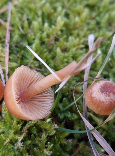 KRŽATKA OTRUBIČNATÁ (Tubaria furfuracea) FOTO: Marta Knauerová, 2/2024