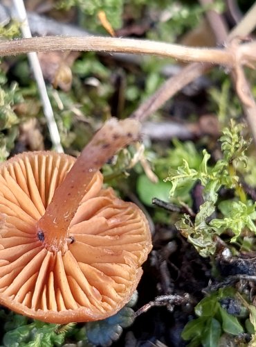 KRŽATKA OTRUBIČNATÁ (Tubaria furfuracea) FOTO: Marta Knauerová, 2/2024
