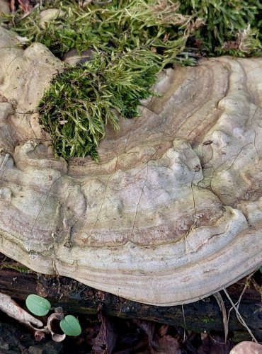 LESKLOKORKA PLOSKÁ (Ganoderma applanatum) FOTO: Marta Knauerová, 2/2024