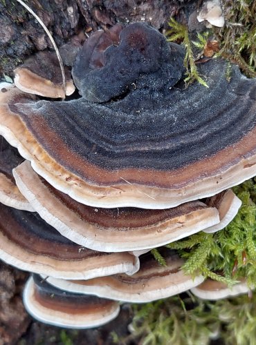 OUTKOVKA PESTRÁ (Trametes versicolor) FOTO: Marta Knauerová, 2/2024
