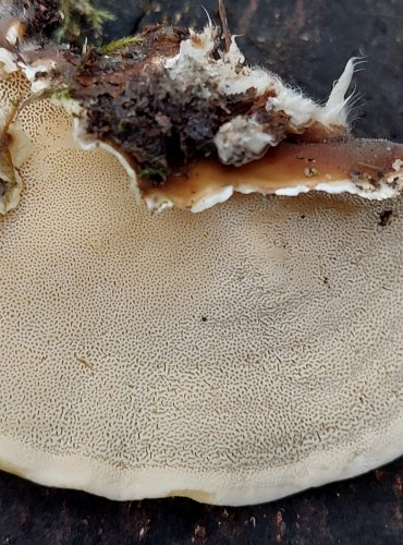 OUTKOVKA PESTRÁ (Trametes versicolor) FOTO: Marta Knauerová, 2/2024