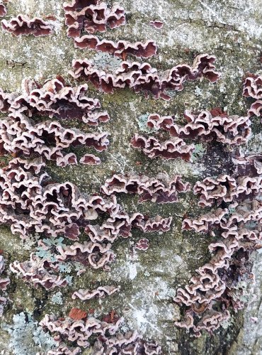 PEVNÍK NACHOVÝ (Chondrostereum purpureum) FOTO: Marta Knauerová, 2/2024