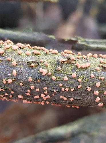 RÁŽOVKA RUMĚLKOVÁ (Nectria cinnabarina) FOTO: Marta Knauerová, 2/2024