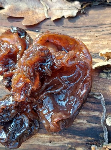 ROSOLOVKA LISTOVITÁ (Tremella foliacea) FOTO: Marta Knauerová, 2/2024