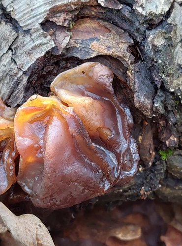 ROSOLOVKA LISTOVITÁ (Tremella foliacea) FOTO: Marta Knauerová, 2/2024