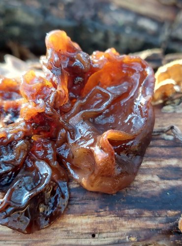 ROSOLOVKA LISTOVITÁ (Tremella foliacea) FOTO: Marta Knauerová, 2/2024