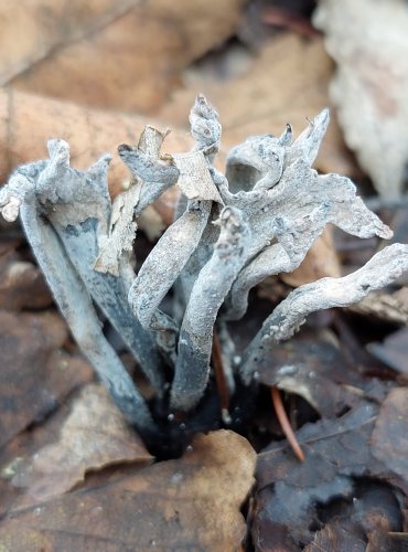 DŘEVNATKA PAROHATÁ (Xylaria hypoxylon) FOTO: Marta Knauerová, 2/2024