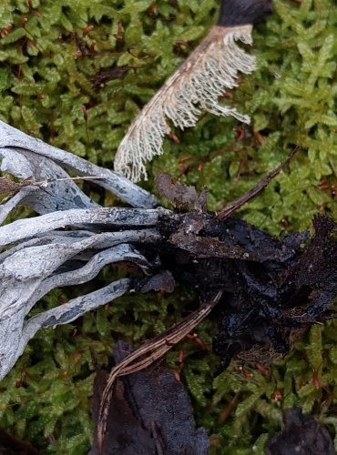 DŘEVNATKA PAROHATÁ (Xylaria hypoxylon) FOTO: Marta Knauerová, 2/2024