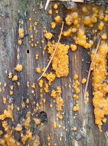KROPILKA ROSOLOVITÁ (Dacrymyces stillatus) FOTO: Marta Knauerová, 2/2024