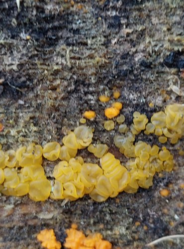KROPILKA ROSOLOVITÁ (Dacrymyces stillatus) FOTO: Marta Knauerová, 2/2024