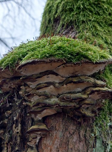 OSTROPÓRKA TOPOLOVÁ (Oxyporus populinus) FOTO: Marta Knauerová, 2/2024