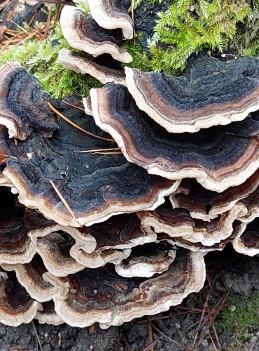 OUTKOVKA PESTRÁ (Trametes versicolor) FOTO: Marta Knauerová, 2/2024