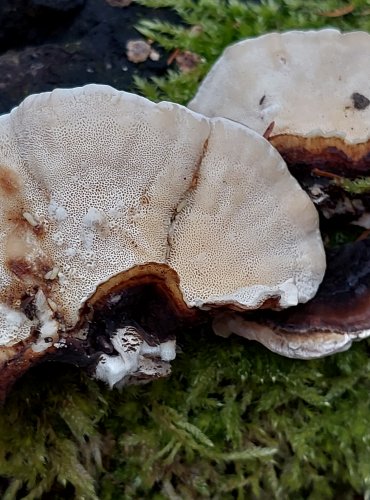 OUTKOVKA PESTRÁ (Trametes versicolor) FOTO: Marta Knauerová, 2/2024