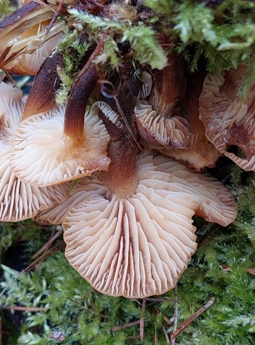 PENÍZOVKA SAMETONOHÁ (Flammulina velutipes) FOTO: Marta Knauerová, 2/2024