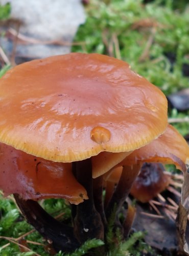 PENÍZOVKA SAMETONOHÁ (Flammulina velutipes) FOTO: Marta Knauerová, 2/2024