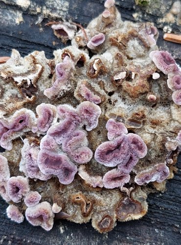 PEVNÍK NACHOVÝ (Chondrostereum purpureum) FOTO: Marta Knauerová, 2/2024