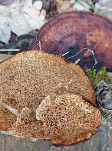 SÍŤKOVEC NAČERVENALÝ (Daedaleopsis confragosa) FOTO: Marta Knauerová, 2/2024