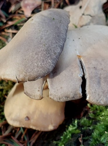 HLÍVA ÚSTŘIČNÁ (Pleurotus ostreatus) FOTO: Marta Knauerová, 2/2024