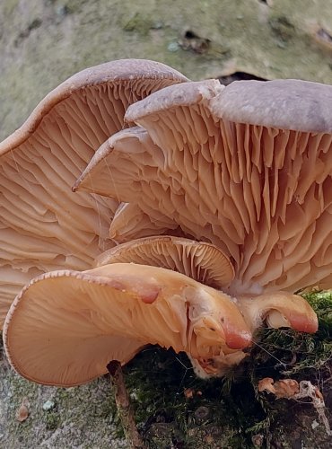HLÍVA ÚSTŘIČNÁ (Pleurotus ostreatus) FOTO: Marta Knauerová, 2/2024