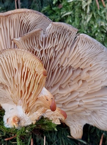 HLÍVA ÚSTŘIČNÁ (Pleurotus ostreatus) FOTO: Marta Knauerová, 2/2024
