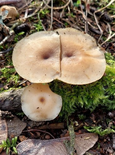 CHOROŠ ZIMNÍ (Polyporus brumalis) FOTO: Marta Knauerová, 2/2024