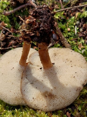 CHOROŠ ZIMNÍ (Polyporus brumalis) FOTO: Marta Knauerová, 2/2024
