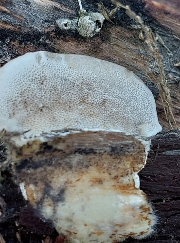 OUTKOVKA FRANCOUZSKÁ (Trametes gallica) FOTO: Marta Knauerová, 2/2024