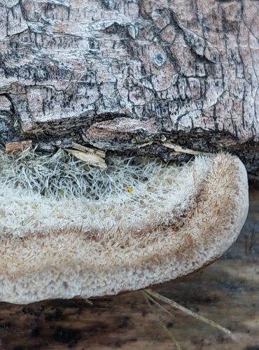 OUTKOVKA FRANCOUZSKÁ (Trametes gallica) FOTO: Marta Knauerová, 2/2024