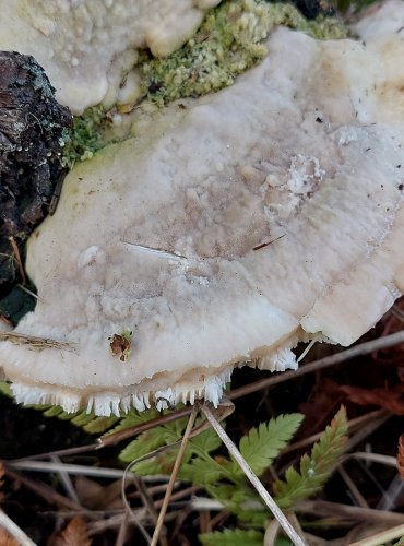 OUTKOVKA HRBATÁ (Trametes gibbosa) FOTO: Marta Knauerová, 2/2024