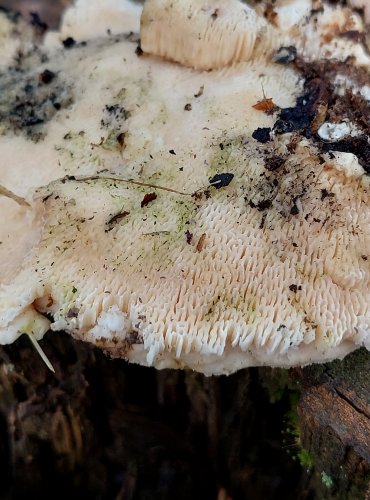 OUTKOVKA HRBATÁ (Trametes gibbosa) FOTO: Marta Knauerová, 2/2024