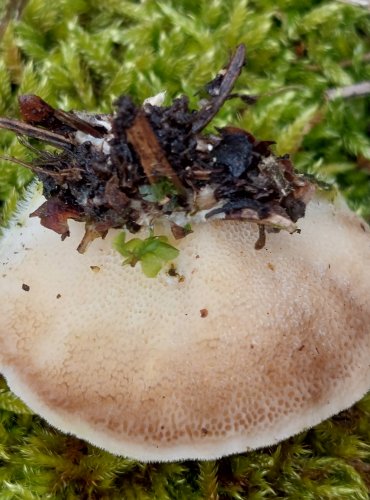 OUTKOVKA CHLUPATÁ (Trametes hirsuta) FOTO: Marta Knauerová, 2/2024