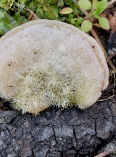 OUTKOVKA CHLUPATÁ (Trametes hirsuta) FOTO: Marta Knauerová, 2/2024