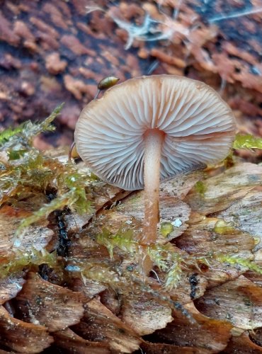 PENÍZEČKA DROBNOVÝTRUSÁ (Baeospora myosura) FOTO: Marta Knauerová, 2/2024