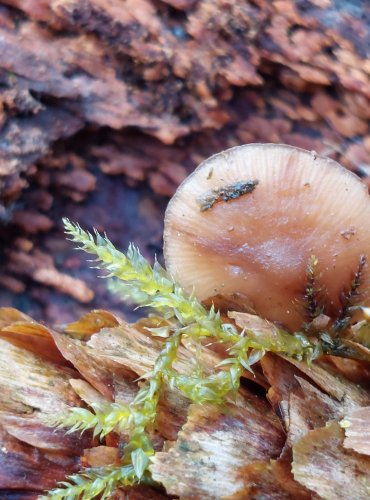PENÍZEČKA DROBNOVÝTRUSÁ (Baeospora myosura) FOTO: Marta Knauerová, 2/2024