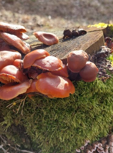 PENÍZOVKA SAMETONOHÁ (Flammulina velutipes) FOTO: Marta Knauerová, 2/2024