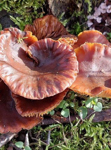 PENÍZOVKA SAMETONOHÁ (Flammulina velutipes) FOTO: Marta Knauerová, 2/2024