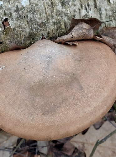 BŘEZOVNÍK OBECNÝ (Piptoporus betulinus) FOTO: Marta Knauerová, 2/2024