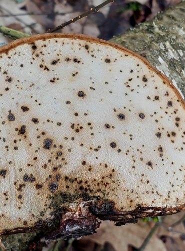 BŘEZOVNÍK OBECNÝ (Piptoporus betulinus) FOTO: Marta Knauerová, 2/2024