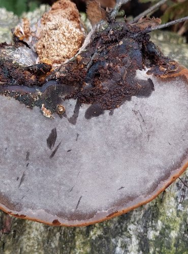 BŘEZOVNÍK OBECNÝ (Piptoporus betulinus) FOTO: Marta Knauerová, 2/2024