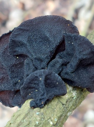 ČERNOROSOL UŤATÝ (Exidia truncata) FOTO: Marta Knauerová, 2/2024