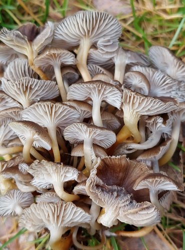 HELMOVKA PAŘEZOVÁ (Mycena tintinnabulum) FOTO: Marta Knauerová, 2/2024