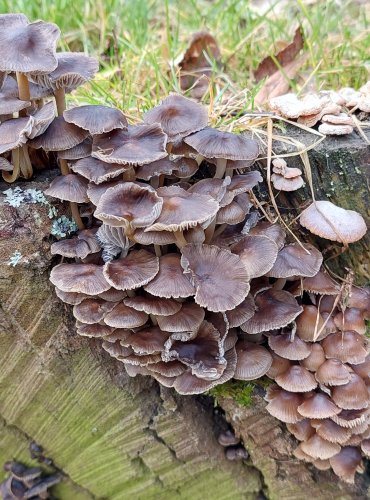 HELMOVKA PAŘEZOVÁ (Mycena tintinnabulum) FOTO: Marta Knauerová, 2/2024