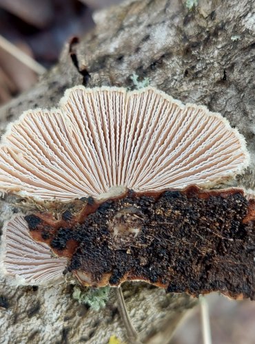 KLANOLÍSTKA OBECNÁ (Schizophyllum commune) FOTO: Marta Knauerová, 2/2024