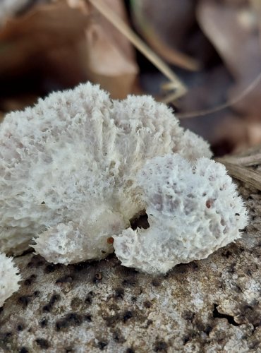 KLANOLÍSTKA OBECNÁ (Schizophyllum commune) FOTO: Marta Knauerová, 2/2024