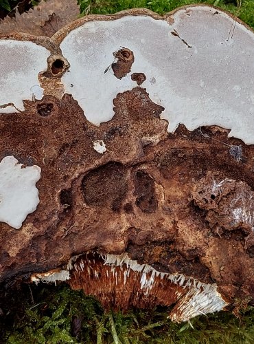 LESKLOKORKA PLOSKÁ (Ganoderma applanatum) FOTO: Marta Knauerová, 2/2024