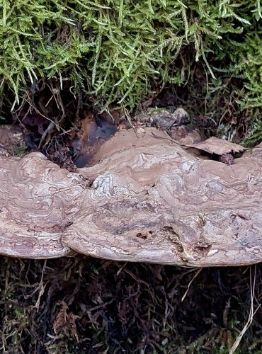 LESKLOKORKA PLOSKÁ (Ganoderma applanatum) FOTO: Marta Knauerová, 2/2024